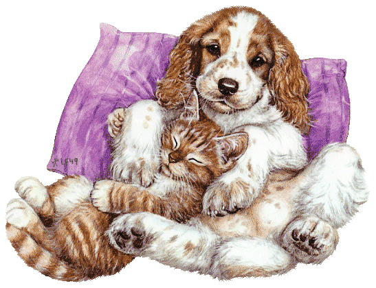 chien et chat